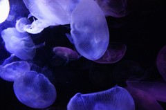 ほわほわと漂うくらげは思いのままに..