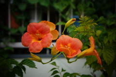 凌霄花１