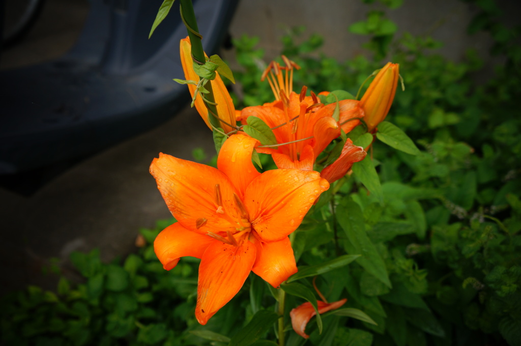 百合
