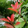 紅葉_20140920