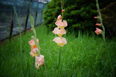 名前知らないお花
