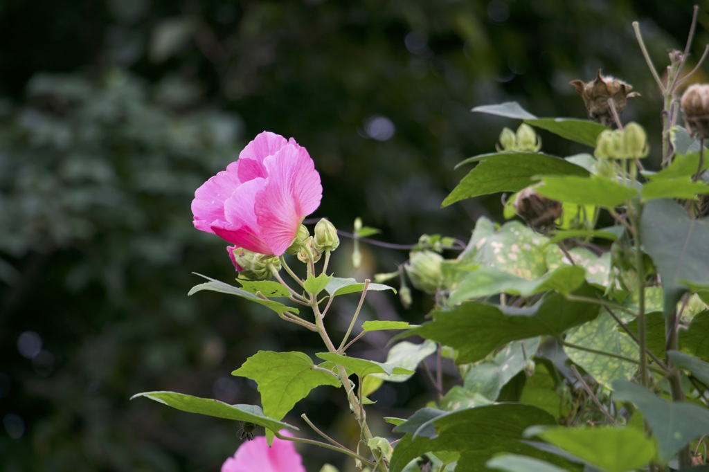 10月のお花#12