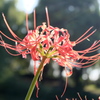 彼岸花・#2