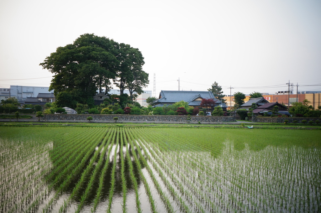 田舎