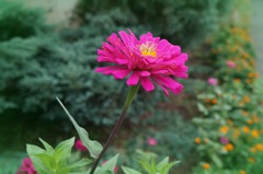 お花_20140920#2