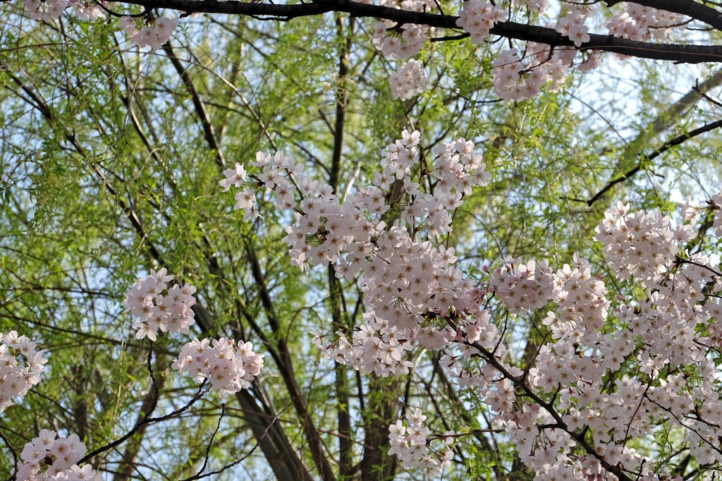 上野公園・2015年・桜＊13