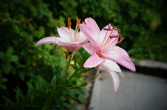百合
