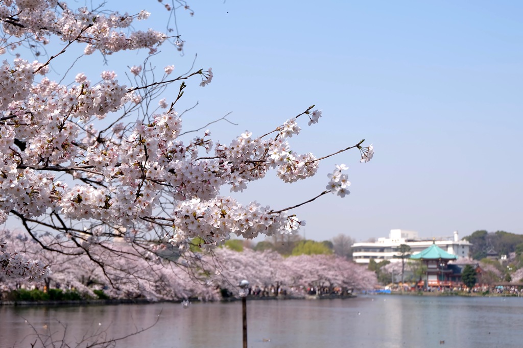 上野公園・2015年・桜＊1