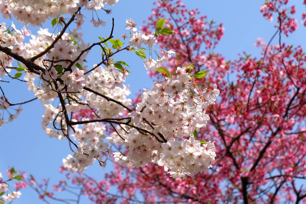 上野公園・2015年・桜＊5