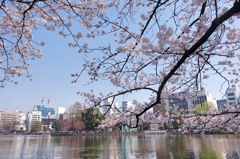 上野公園・2015年・桜＊7