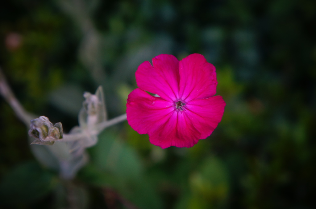 赤い小花