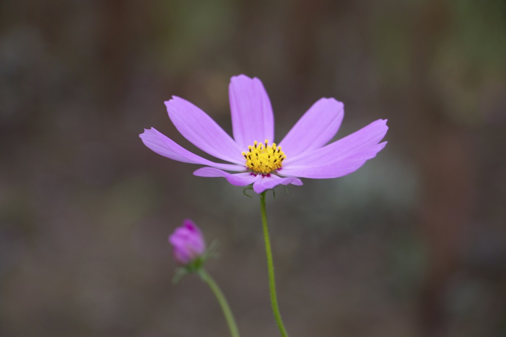 10月のお花#16