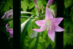 お花#5