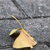 イチョウの葉