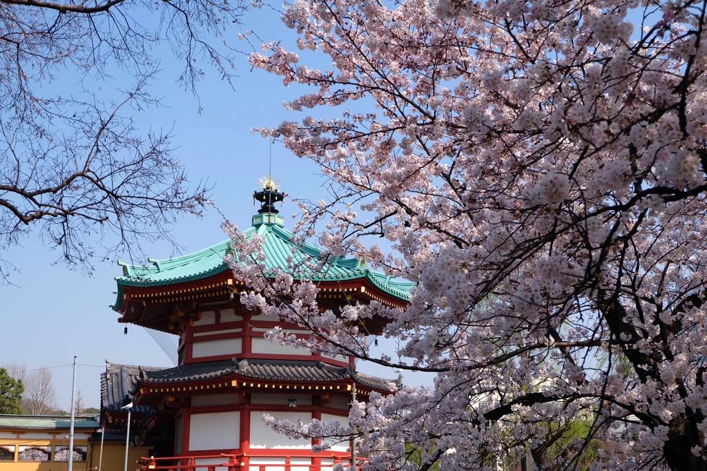 上野公園・2015年・桜＊14