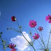 空と花#2