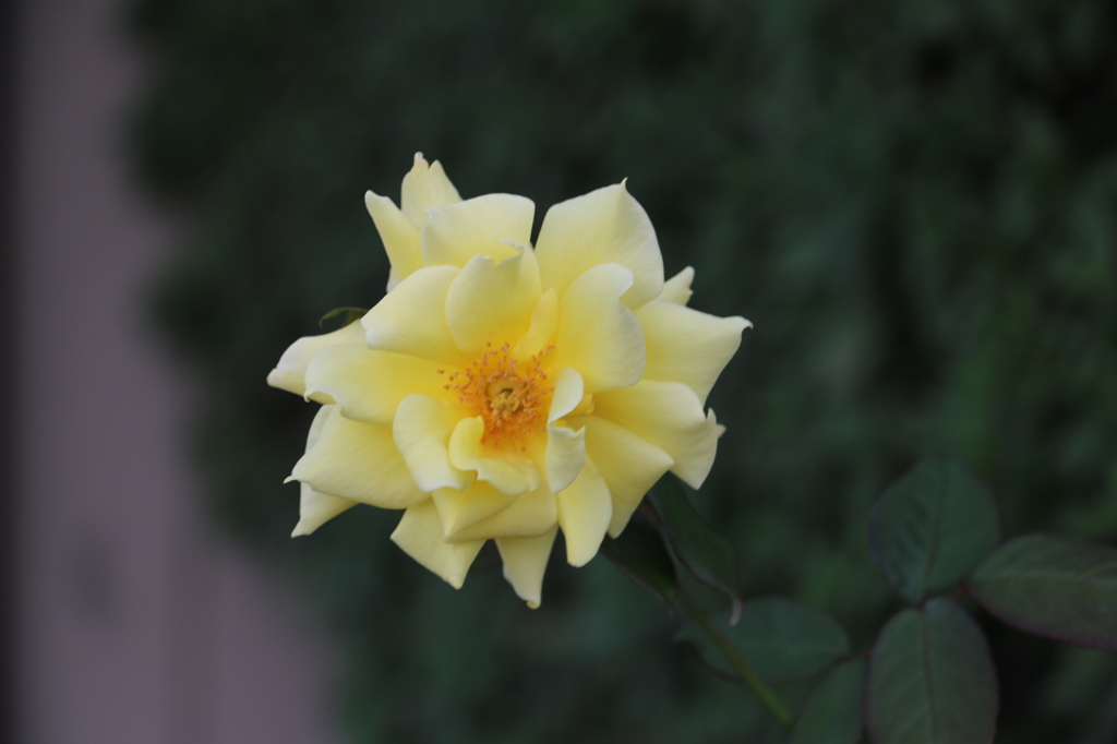 10月のお花#5
