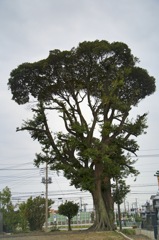 大きな木