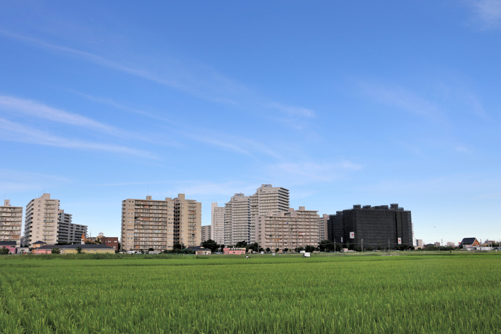 稲田と空