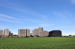 稲田と空