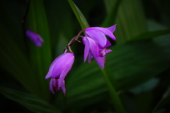 紫色小花