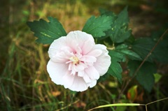 お花#2