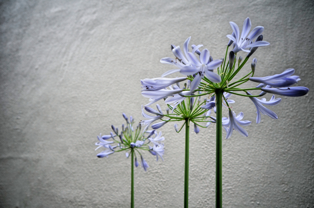 お花の行列