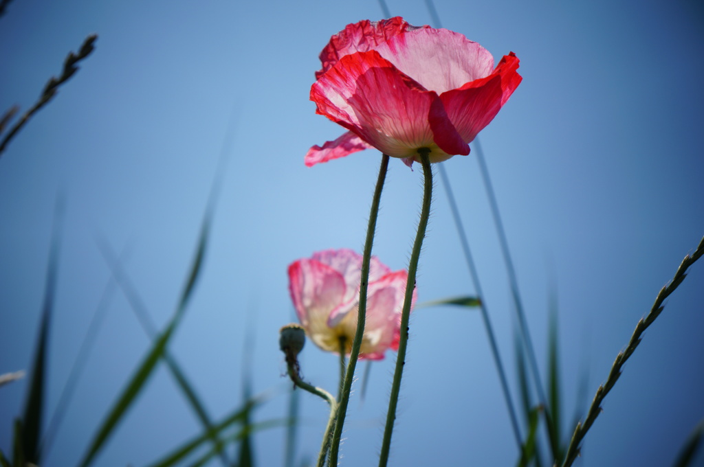 ポピーと空
