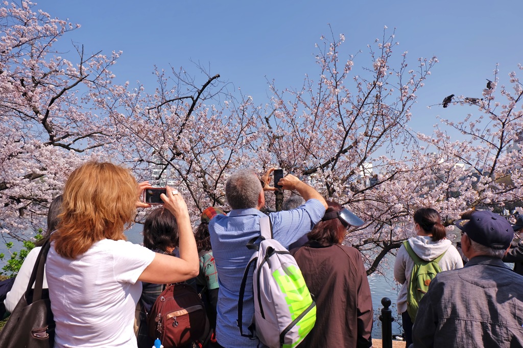 上野公園・2015年・桜＊9