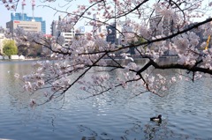 上野公園・2015年・桜＊10