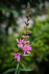 小花