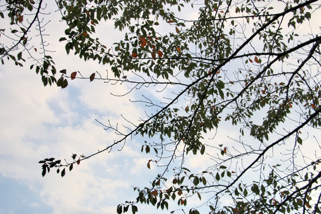 秋の空