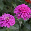 お花#2