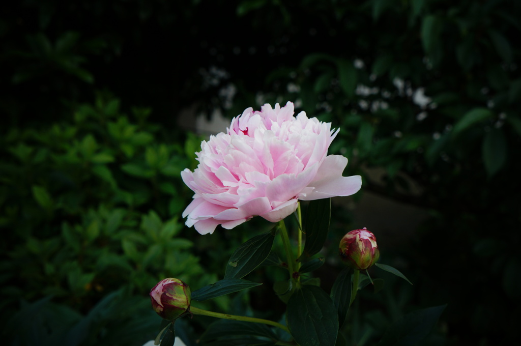 芍薬