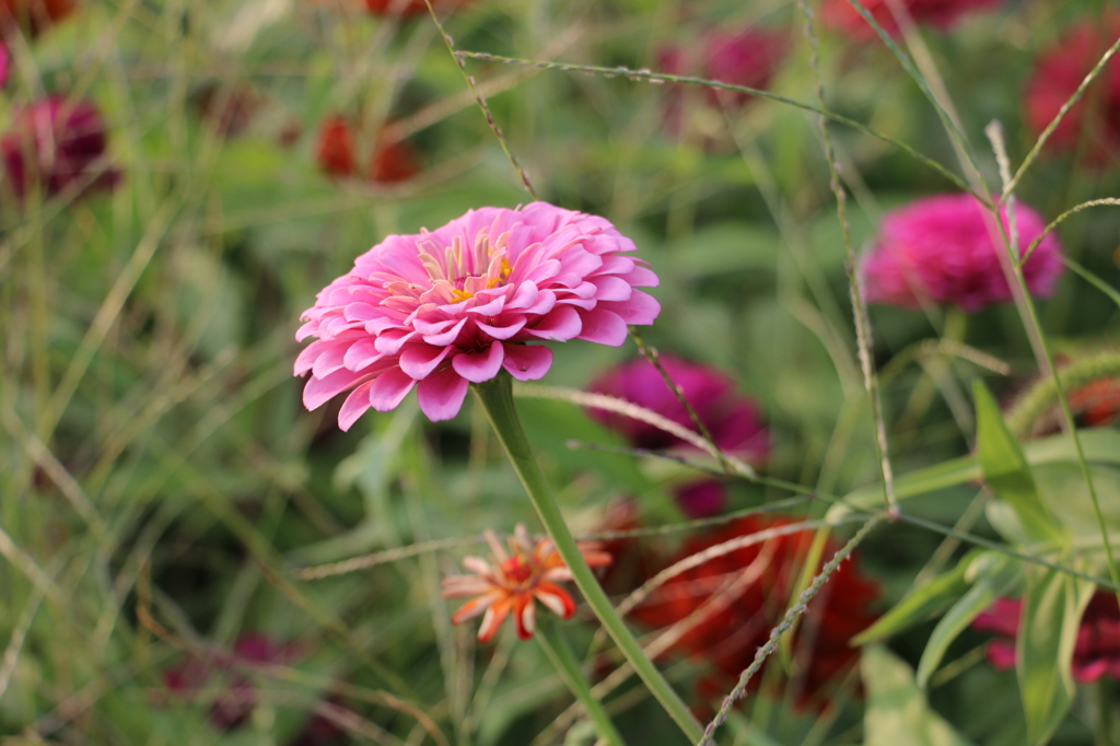 お花_20140921#7