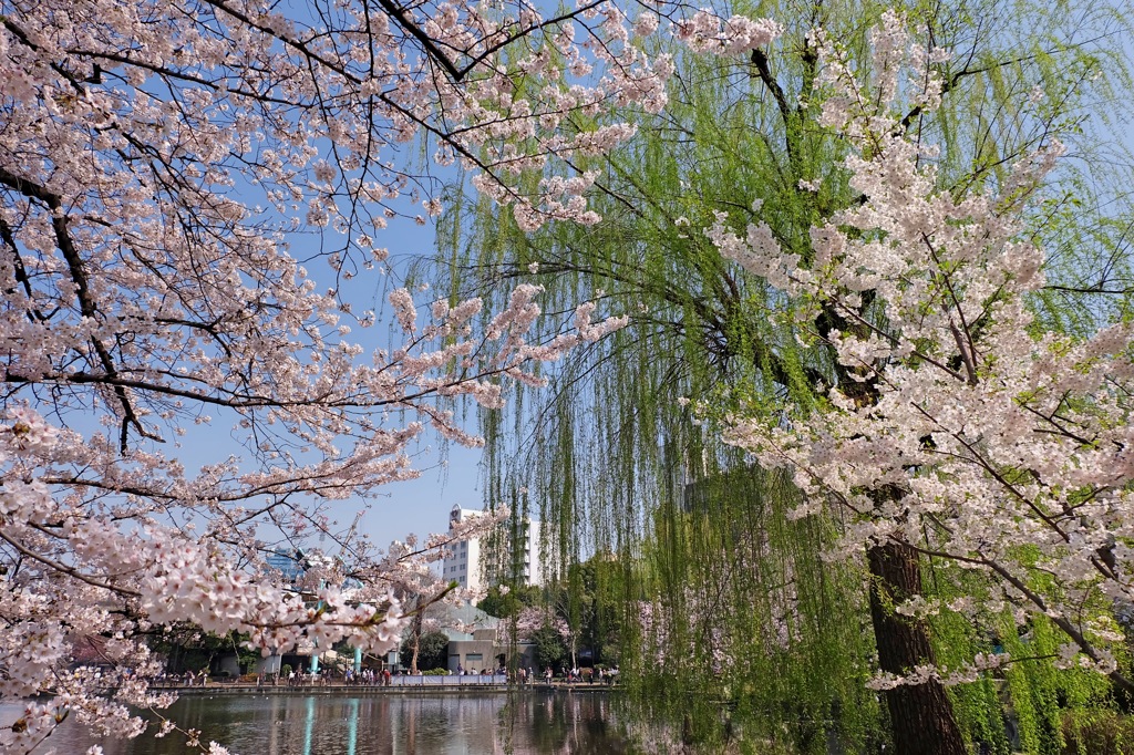上野公園・2015年・桜＊6