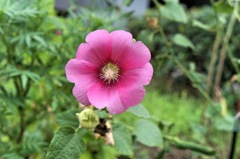 お花#1