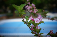 小花