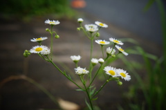小花