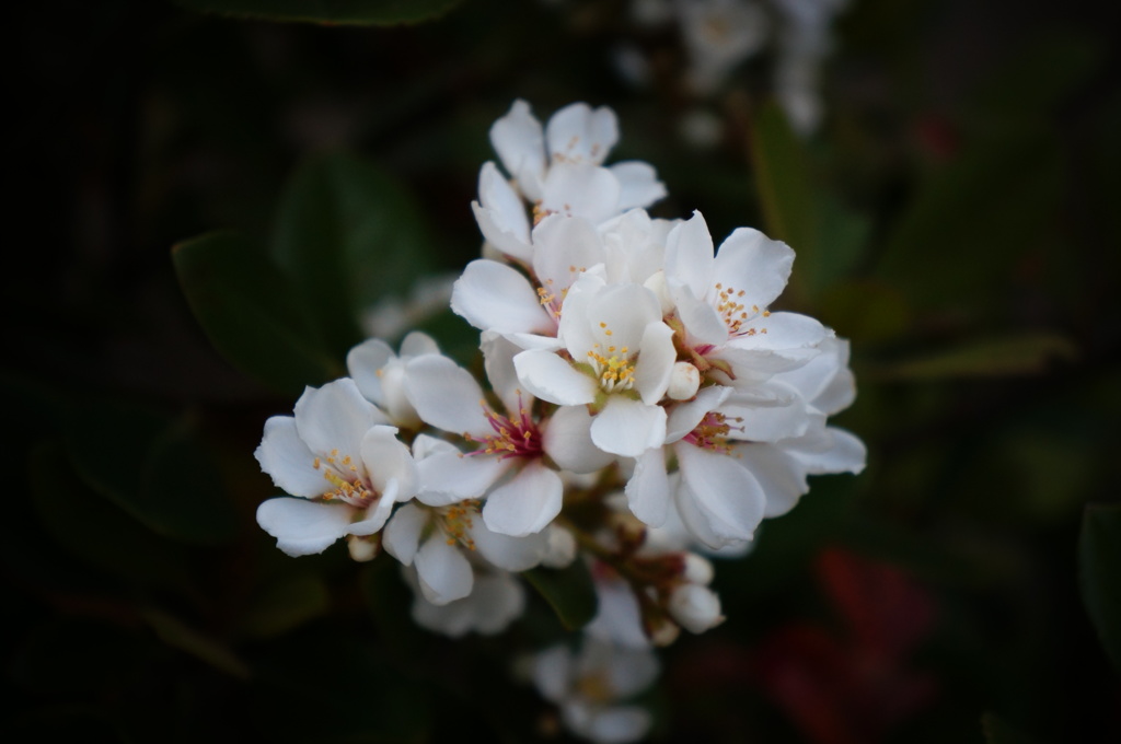 小花