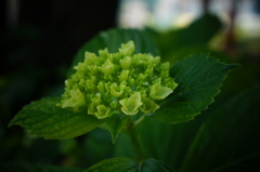 緑の小花が咲いた