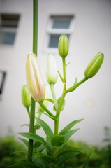 百合