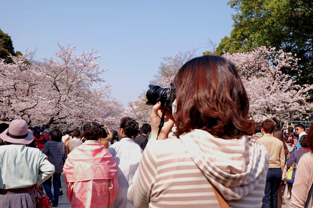 上野公園・2015年・桜＊17