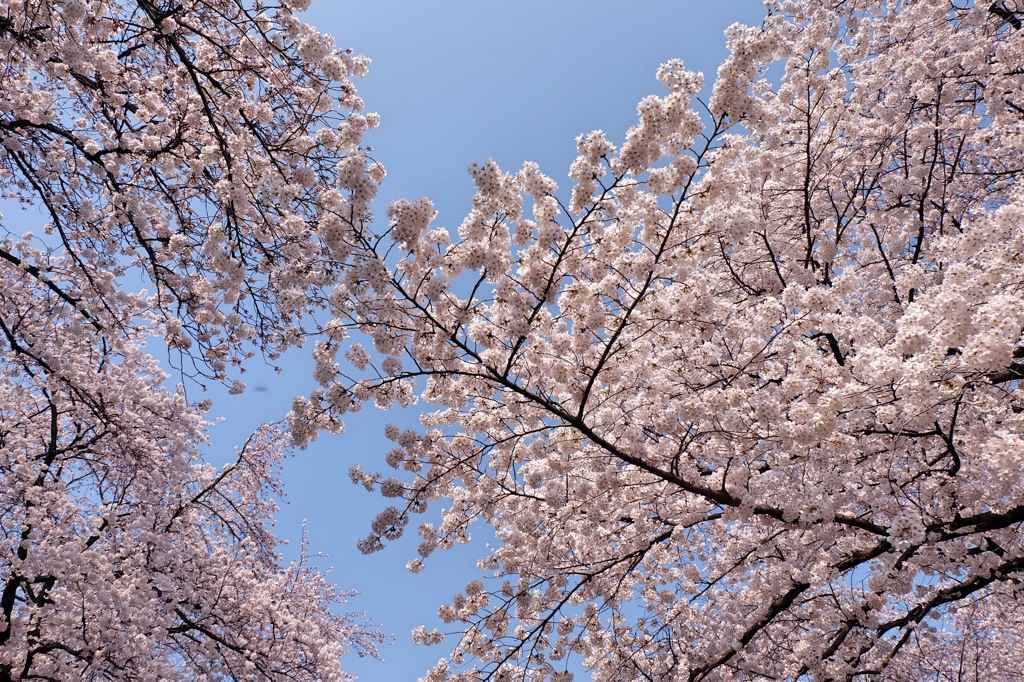 上野公園・2015年・桜＊18