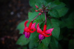 小花