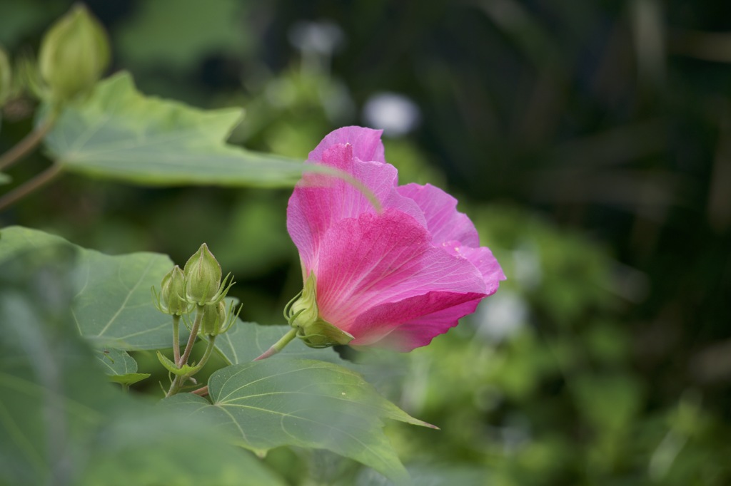 10月のお花#9