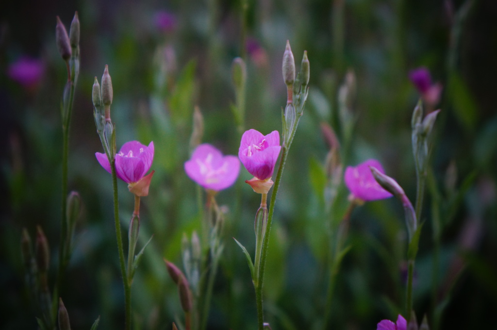 小花