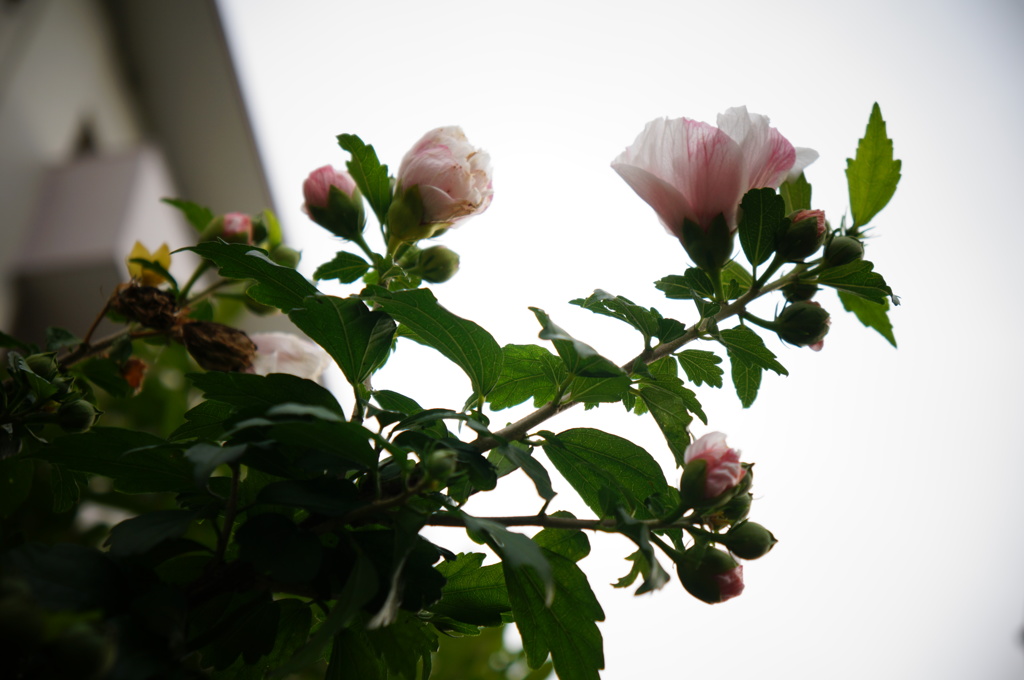 木槿１