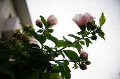木槿１