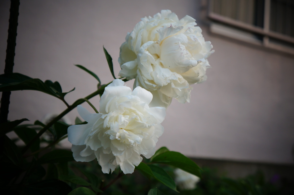 白い芍薬